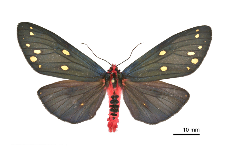 Taicallimorpha albipuncta Male